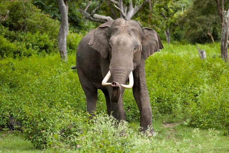 Environment Alert: Plastic Found in Elephant Dung Deep Inside Karnataka Forests — A Stark Warning of Pollution Threats