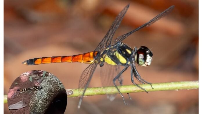 Lyriothemis_abrahami (1)