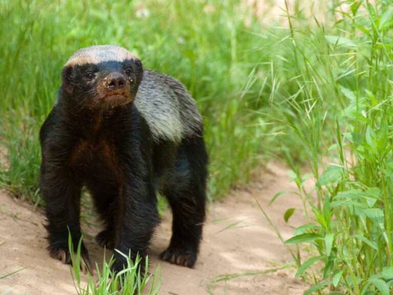 Rare Honey Badger Sighted in Jhargram Forests